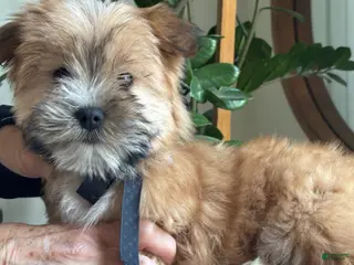 Morkie dogs for sale: Nemo - Ad 1