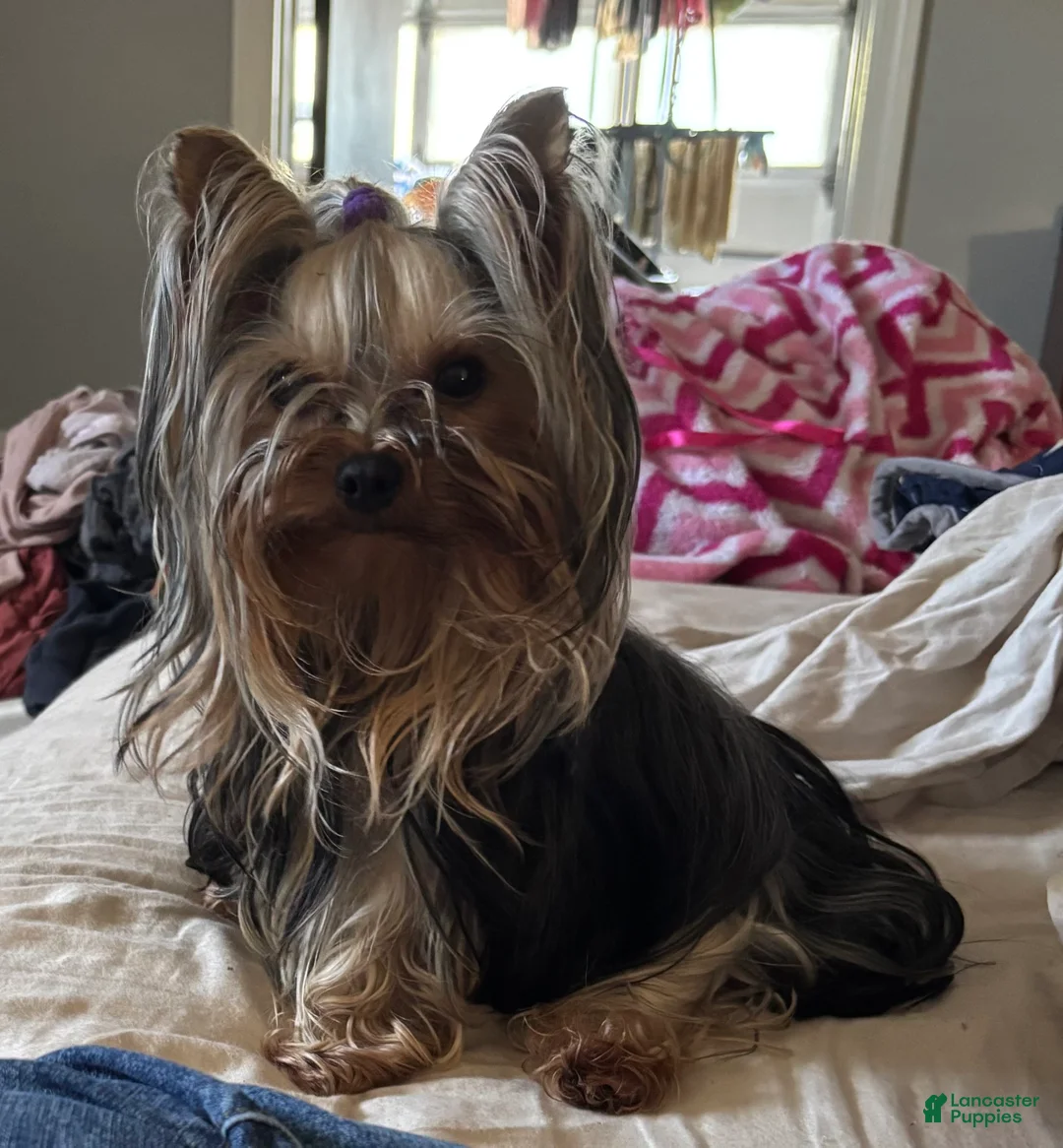 Yorkshire Terrier dogs for sale: Mojo - Ad 4
