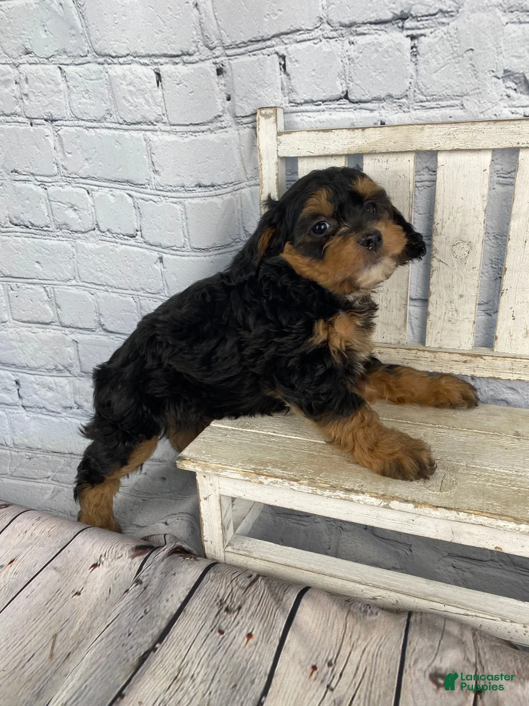 Cavapoo dogs for sale: Mary - Ad 13