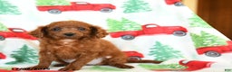Cavapoo dogs for sale: Copper - Ad 2