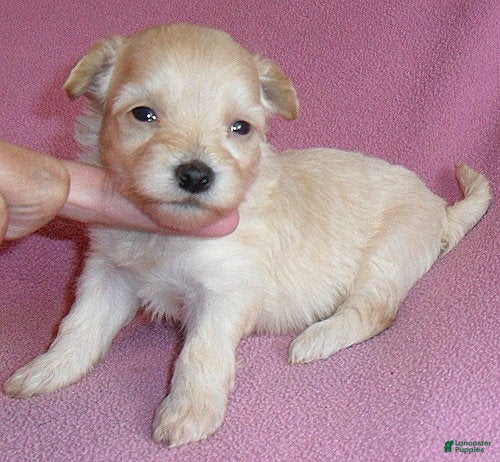 Shihpoo dogs Gidget - Ad 1