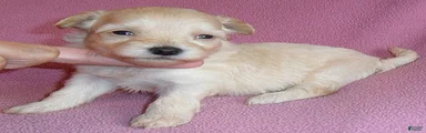 Gidget
