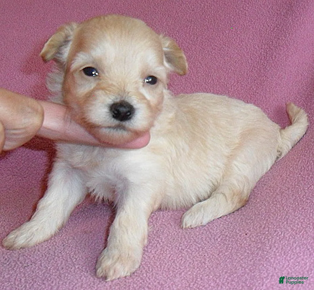 Shihpoo dogs for sale: Gidget - Ad 1