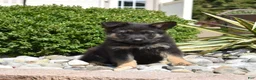 German Shepherd dogs for sale: Axel - Ad 6