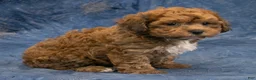Havapoo dogs for sale: Chief - Ad 4