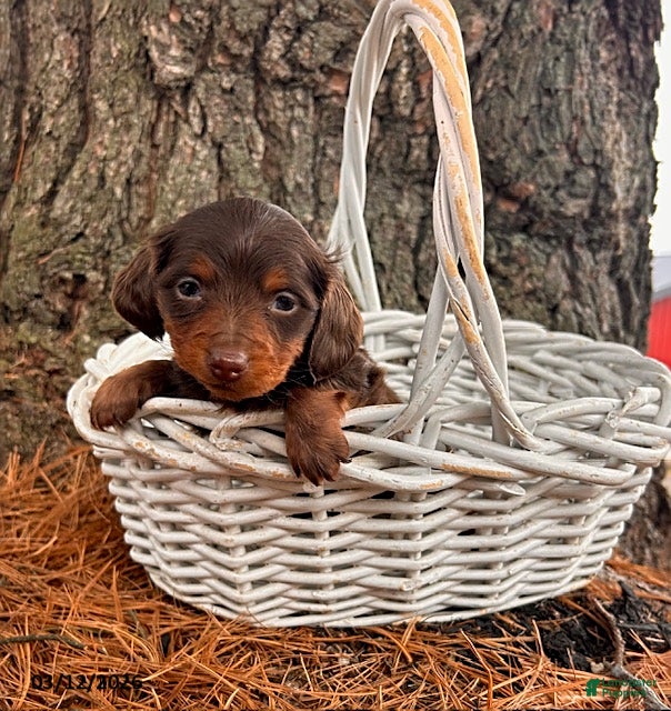 Dachshund dogs Zoey - Ad 1