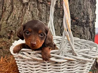 Dachshund dogs for sale: Zoey - Ad 2