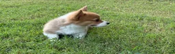 Welsh Corgi Pembroke dogs for sale: Red - Ad 10