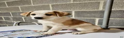 Mixed Breed dogs for sale: Harley - Ad 11