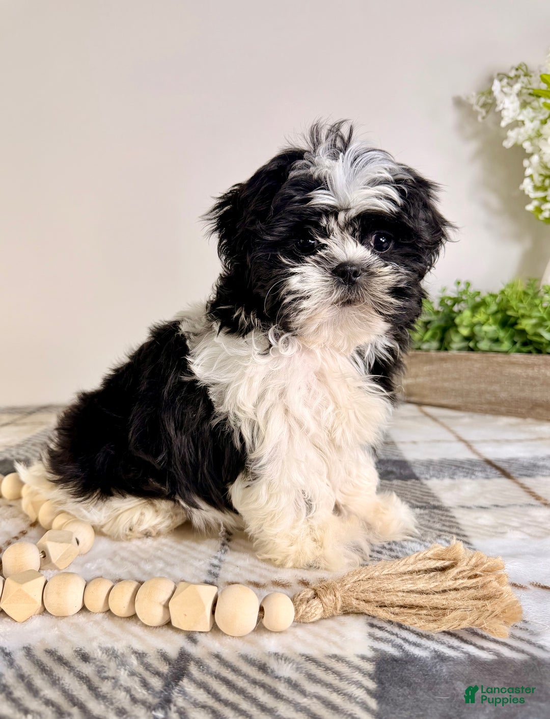 Shih Tzu dogs for sale: AKC Susie - Ad 4