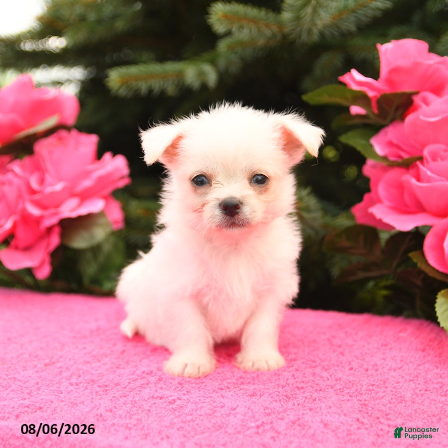 Mixed Breed dogs Tucker - Ad 2