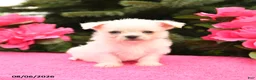 Mixed Breed dogs for sale: Tucker - Ad 2