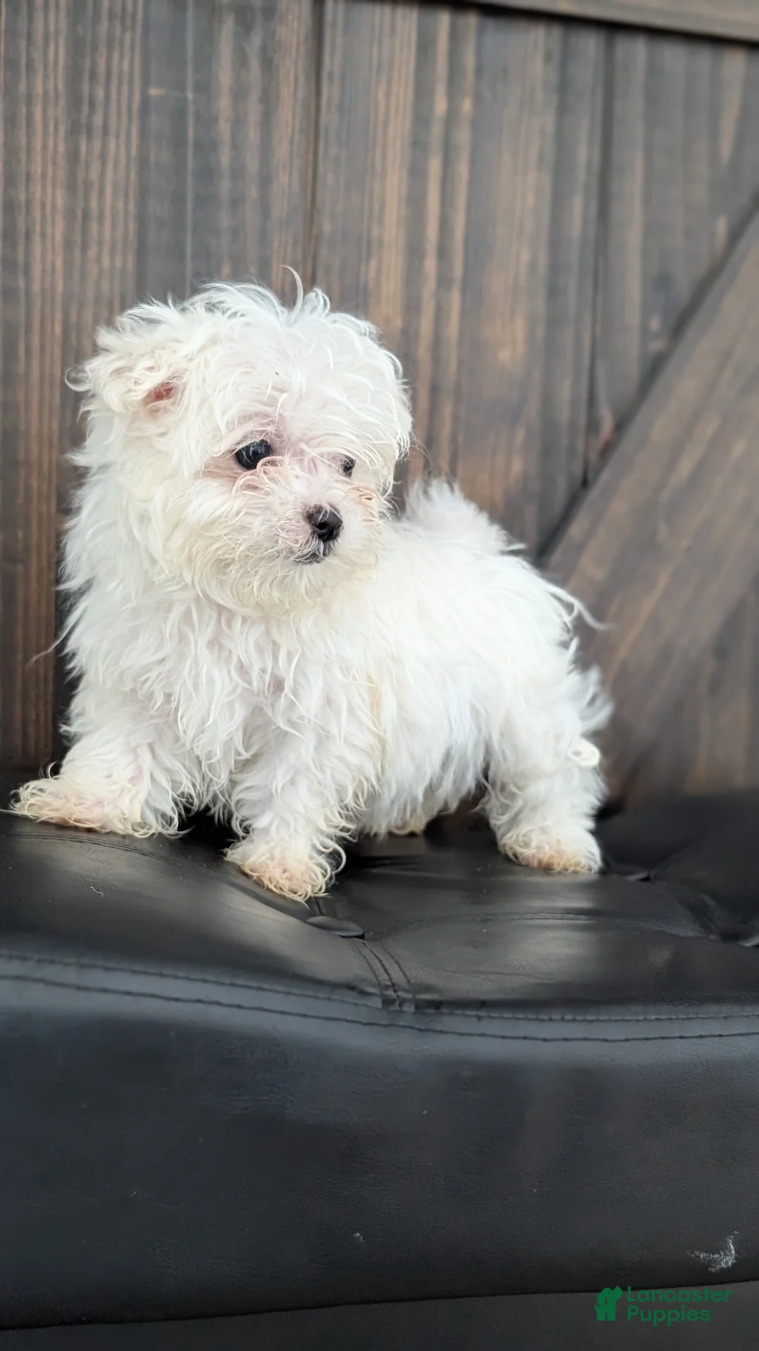 Maltese dogs for sale: Baxter  - Ad 3