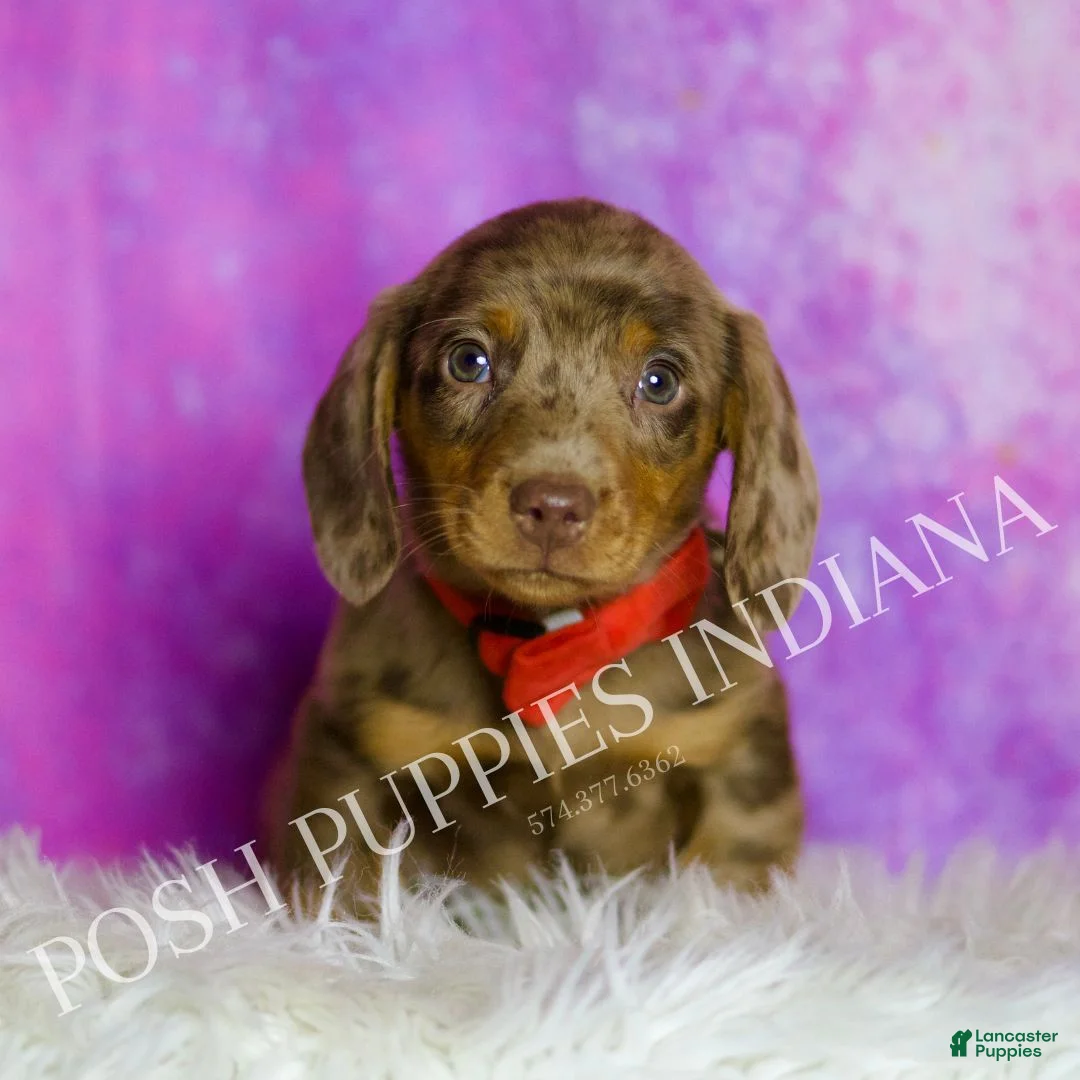 Miniature Dachshund dogs for sale: Jasper - Ad 3