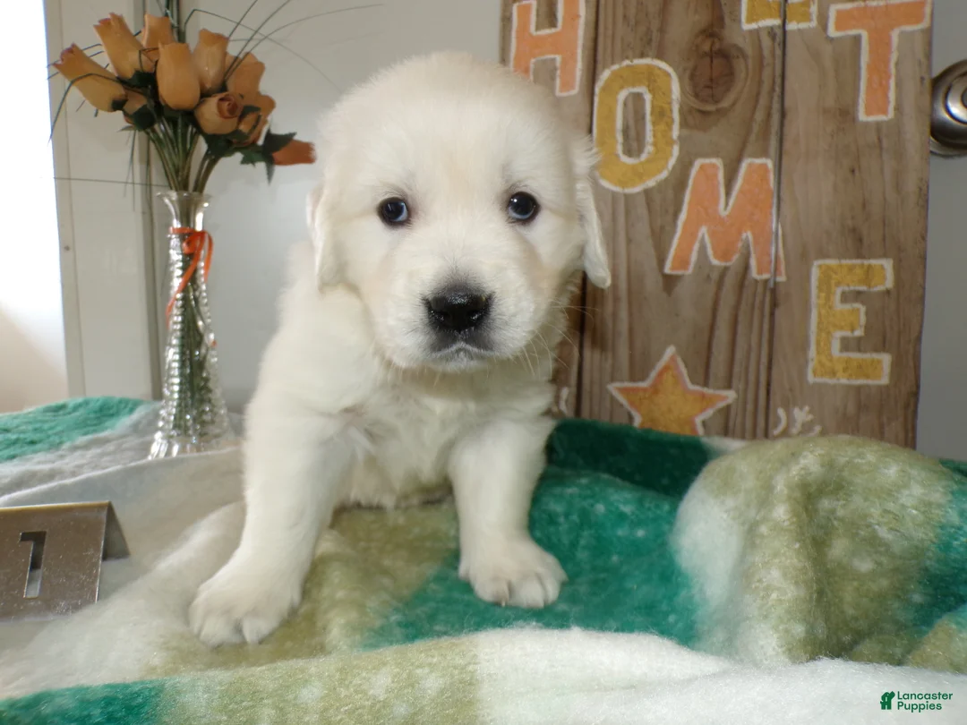 Golden Retriever dogs for sale: Golden Retriever Puppy 1 Cory - Ad 4