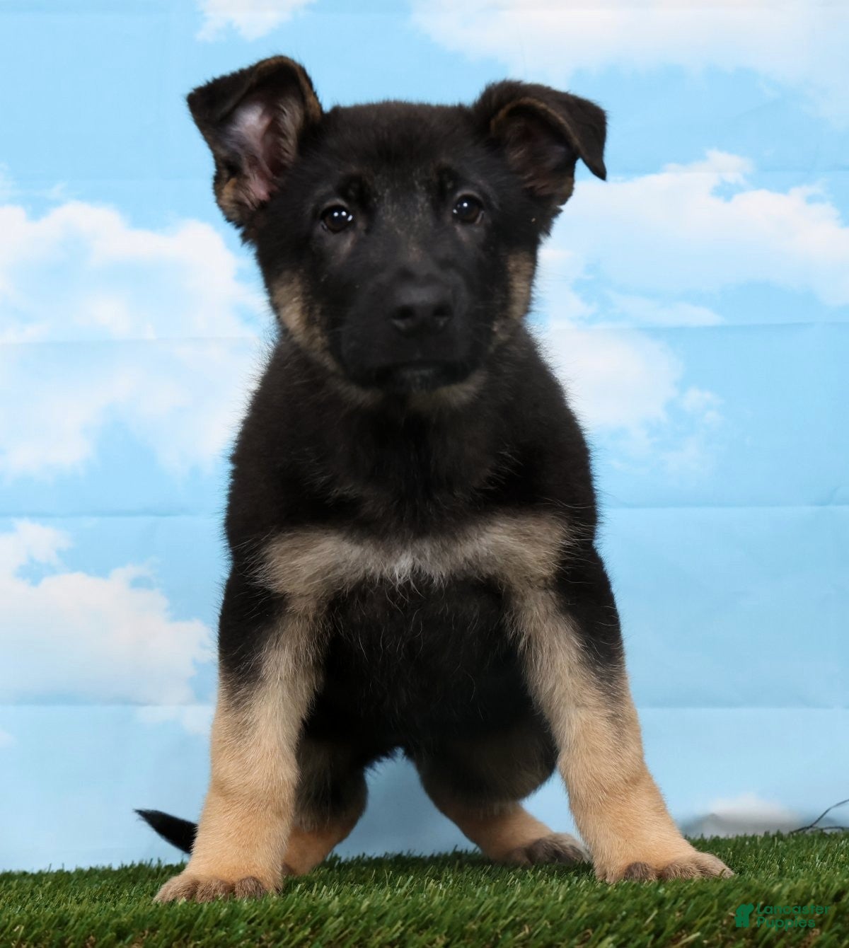 German Shepherd dogs Wren - Ad 1