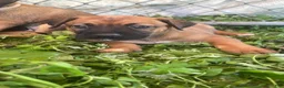 Mixed Breed dogs for sale: Mixed Breed 4 - Ad 1