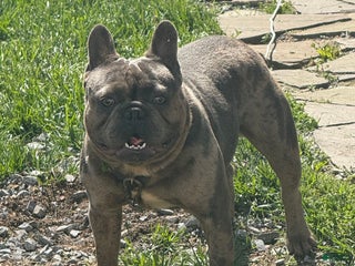 French Bulldog dogs - Ad 39