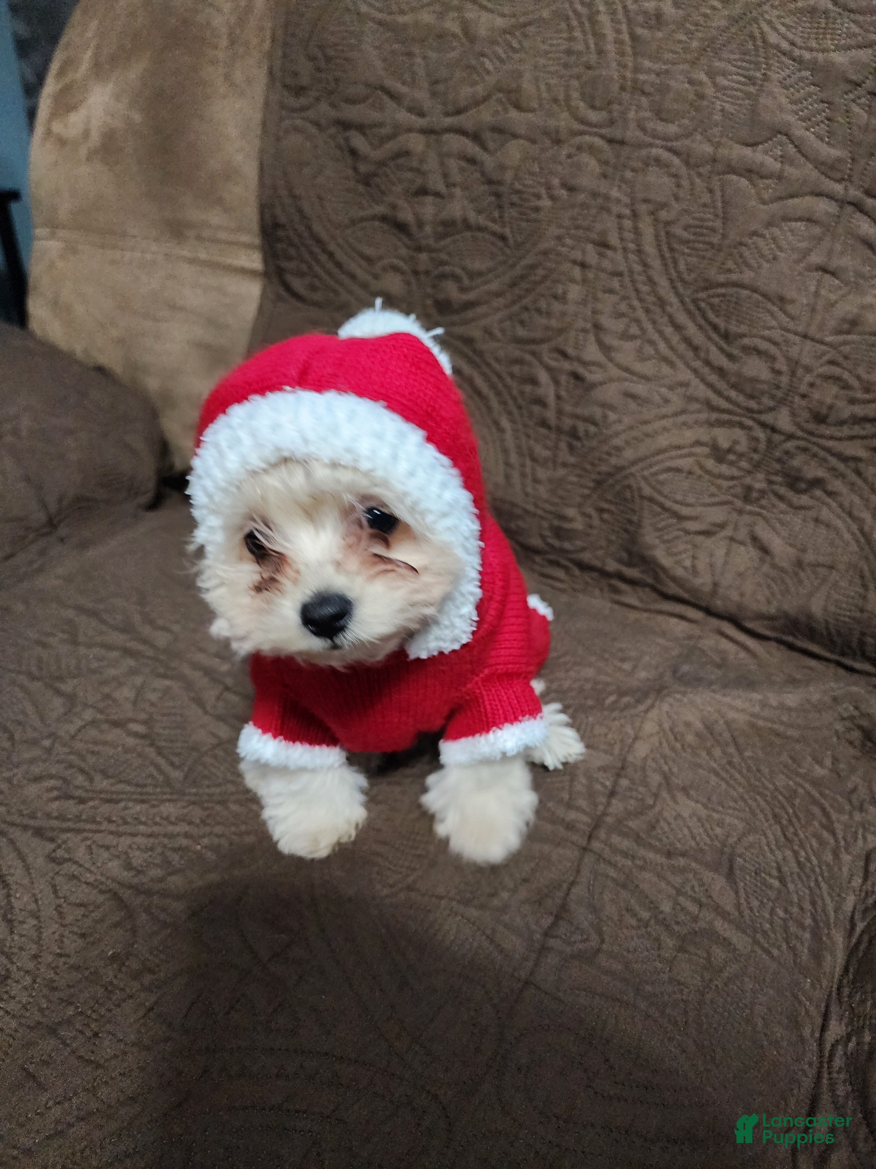 Pomapoo dogs Aubrey  - Ad 32