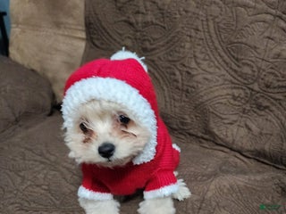 Pomapoo dogs Aubrey - Ad 32