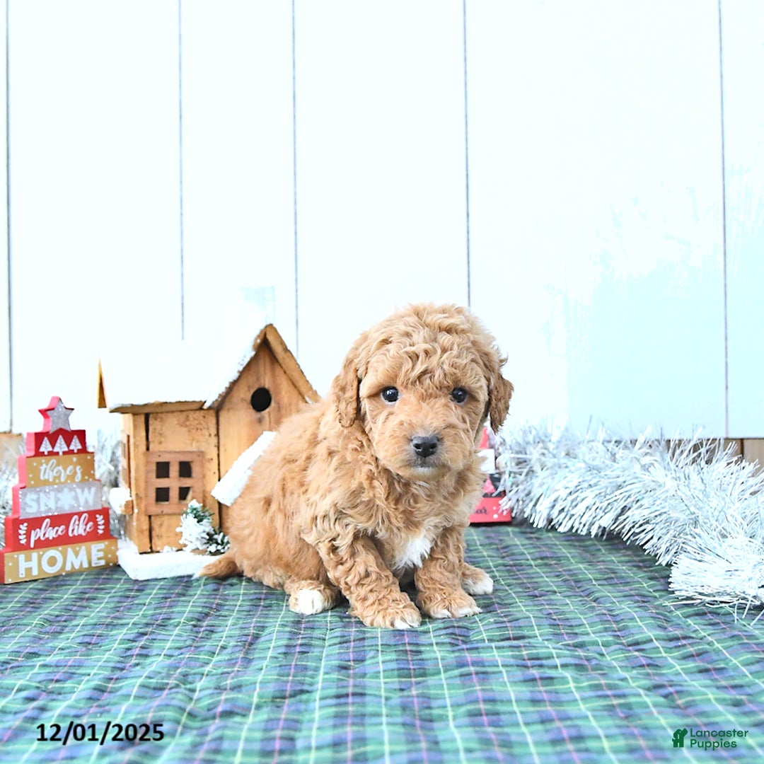 Mini Goldendoodle dogs for sale: Nick  - Ad 2