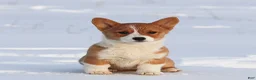 Welsh Corgi Pembroke dogs for sale: Karina Welsh Corgi Pembroke - Ad 5