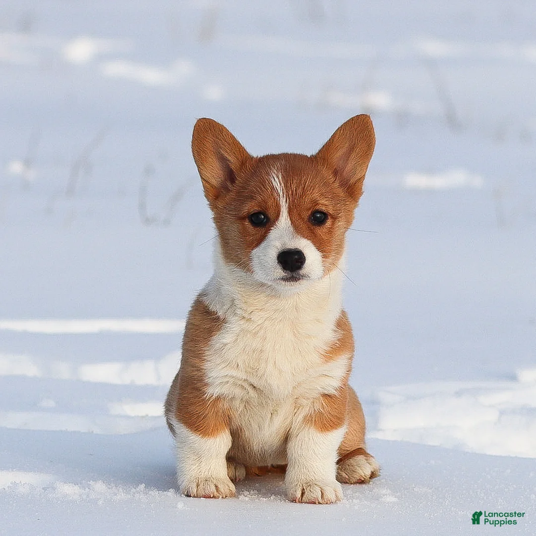 Welsh Corgi Pembroke dogs for sale: Karina Welsh Corgi Pembroke - Ad 5