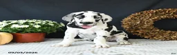 Great Dane dogs for sale: Chase - Ad 4