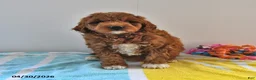 Mini Goldendoodle dogs for sale: Rosebud - Ad 5