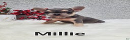 French Bulldog dogs for sale: Millie - Ad 9
