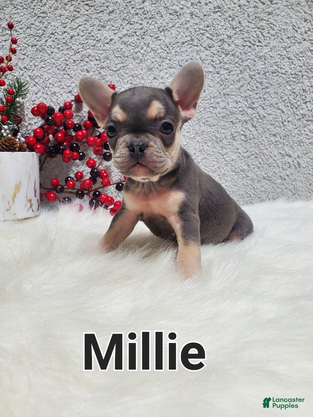 French Bulldog dogs for sale: Millie - Ad 9