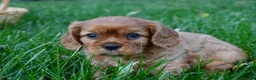 Cavalier King Charles Spaniel dogs for sale: Vincent - Ad 11