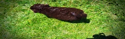Havapoo dogs for sale: Ewok - Ad 6