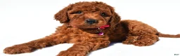 Standard Poodle dogs for sale: Abigail - Ad 7