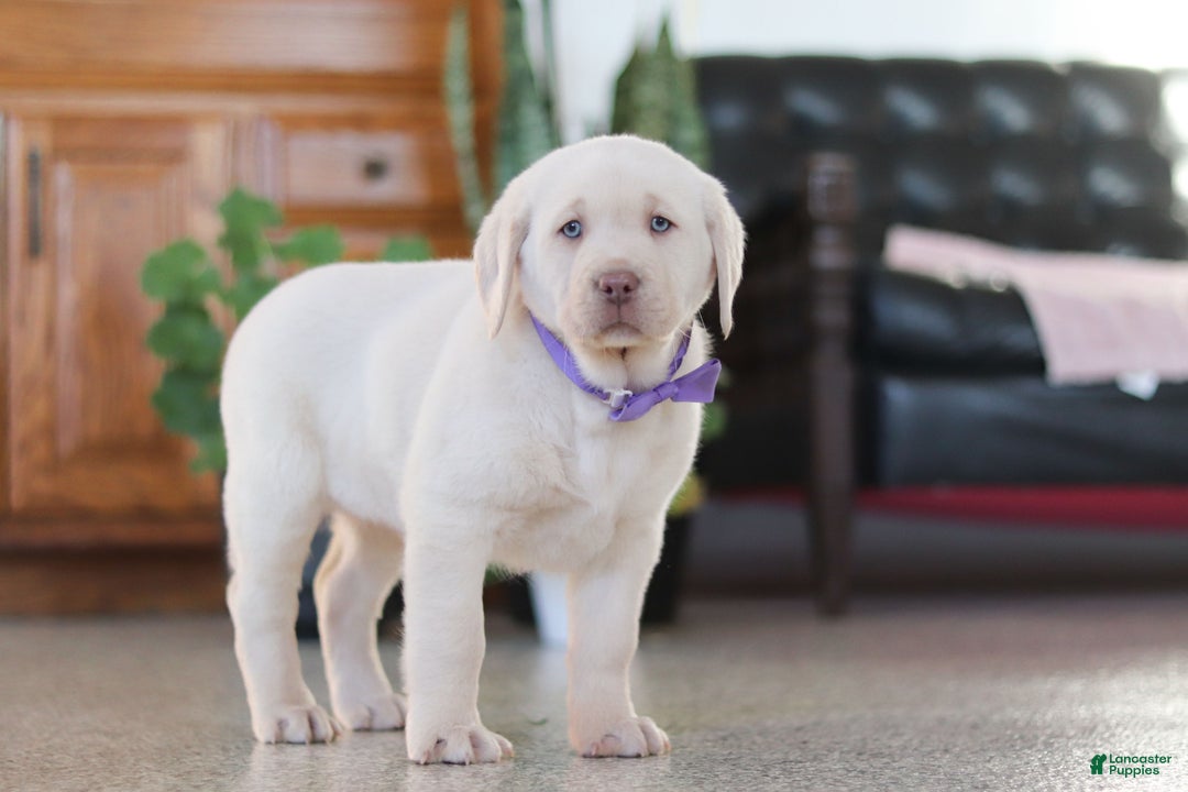 Labrador Retriever dogs for sale: Noel - Ad 6