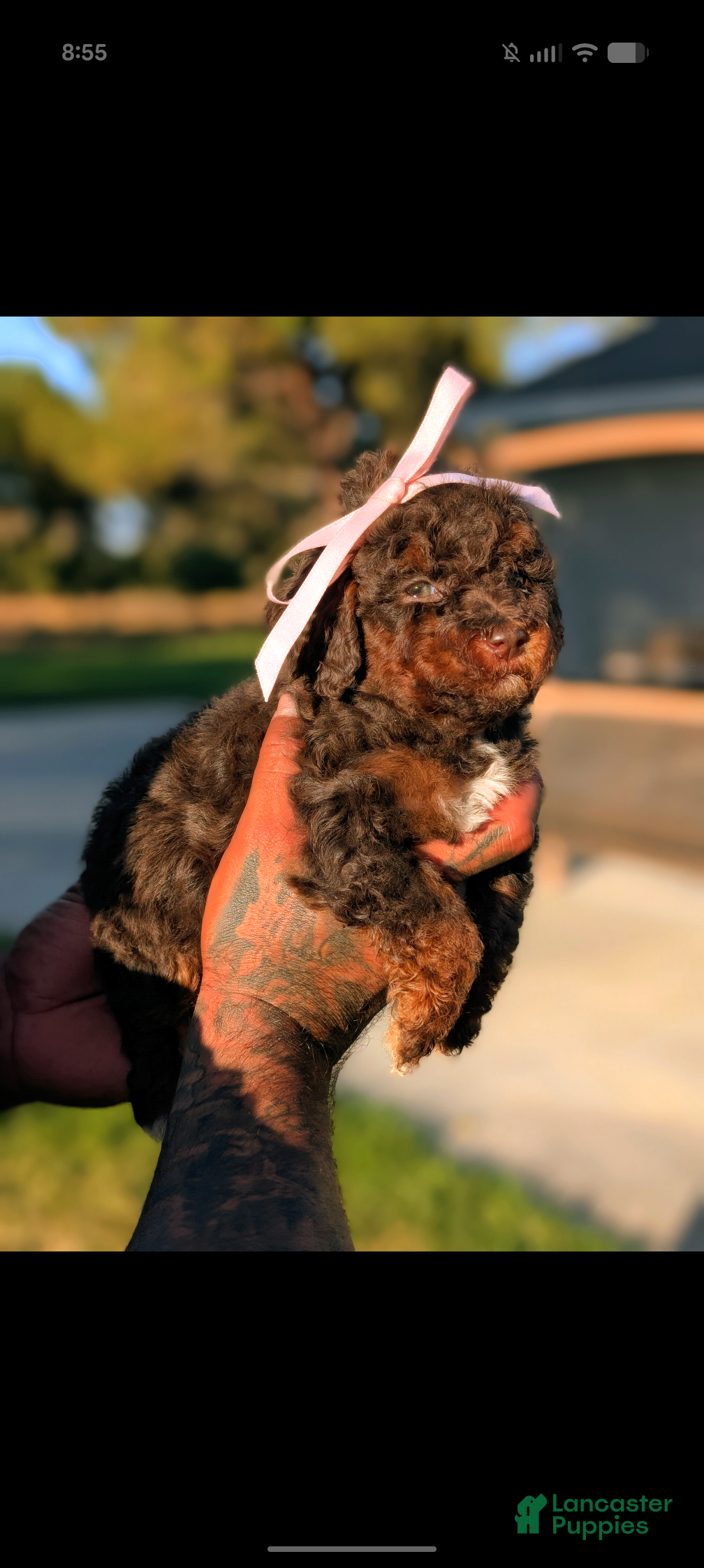 Mini Bernedoodle dogs VAMPIRA  - Ad 1