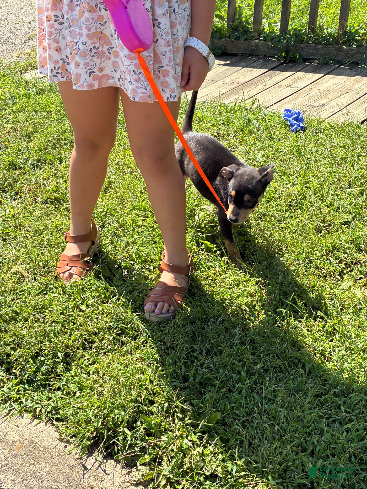 Miniature Pinscher dogs Miniature Pinscher 3 - Ad 1