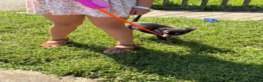 Miniature Pinscher 3
