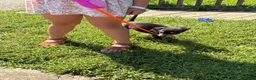 Miniature Pinscher dogs for sale: Miniature Pinscher 3 - Ad 1