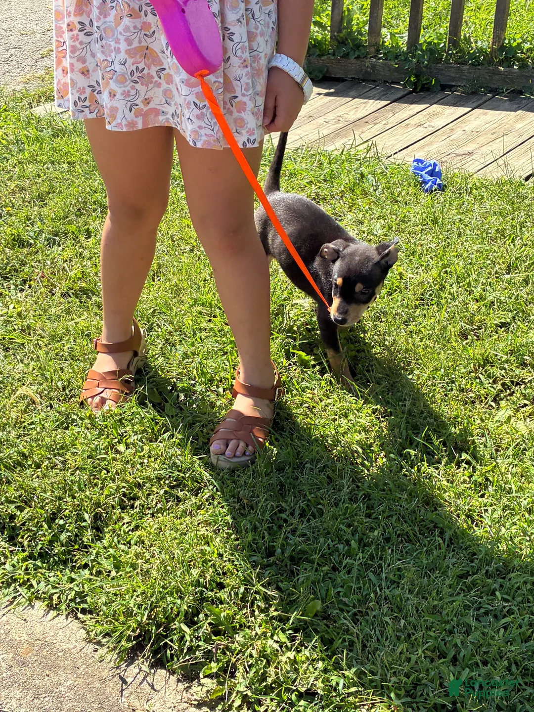 Miniature Pinscher dogs for sale: Miniature Pinscher 3 - Ad 1