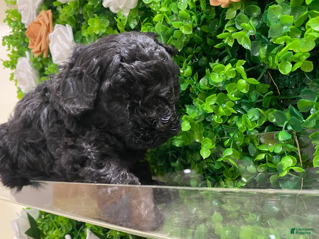 Toy Poodle dogs for sale: Toy Poodle Puppy 2 - Ad 2