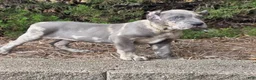 Cane Corso dogs for sale: BLUE PUZZLE - Ad 3