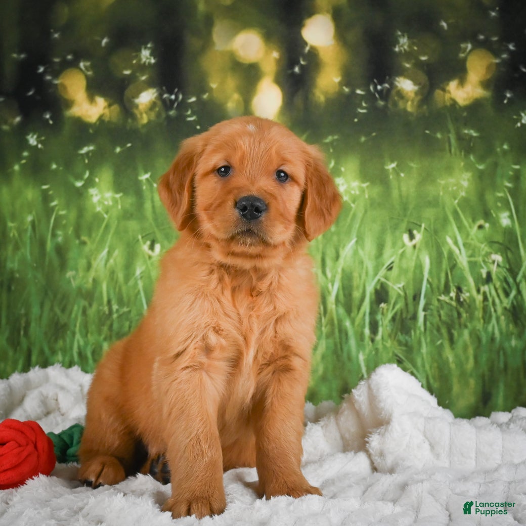 Golden Retriever dogs for sale: Kobe - Ad 4