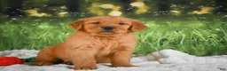 Golden Retriever dogs for sale: Kobe - Ad 1