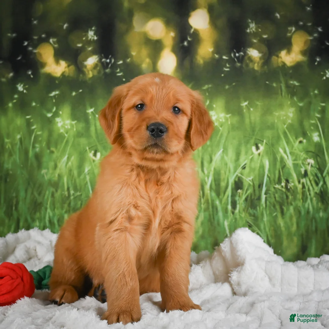 Golden Retriever dogs for sale: Kobe - Ad 1
