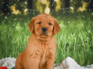 Golden Retriever dogs for sale: Kobe - Ad 4