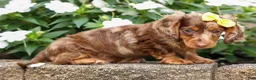 Miniature Dachshund dogs for sale: Ike💙 - Ad 6