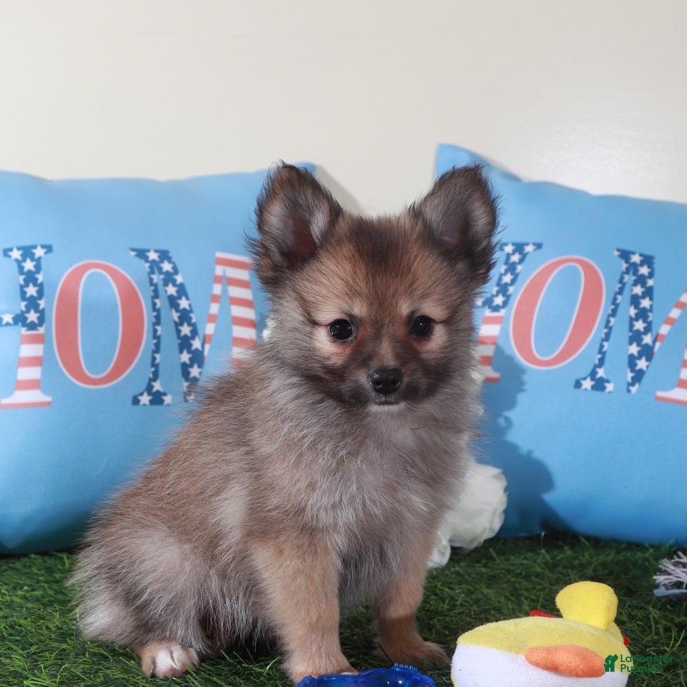 Pomeranian dogs Tank-Handsome Toy ACA Pomeranian Puppy - Ad 1
