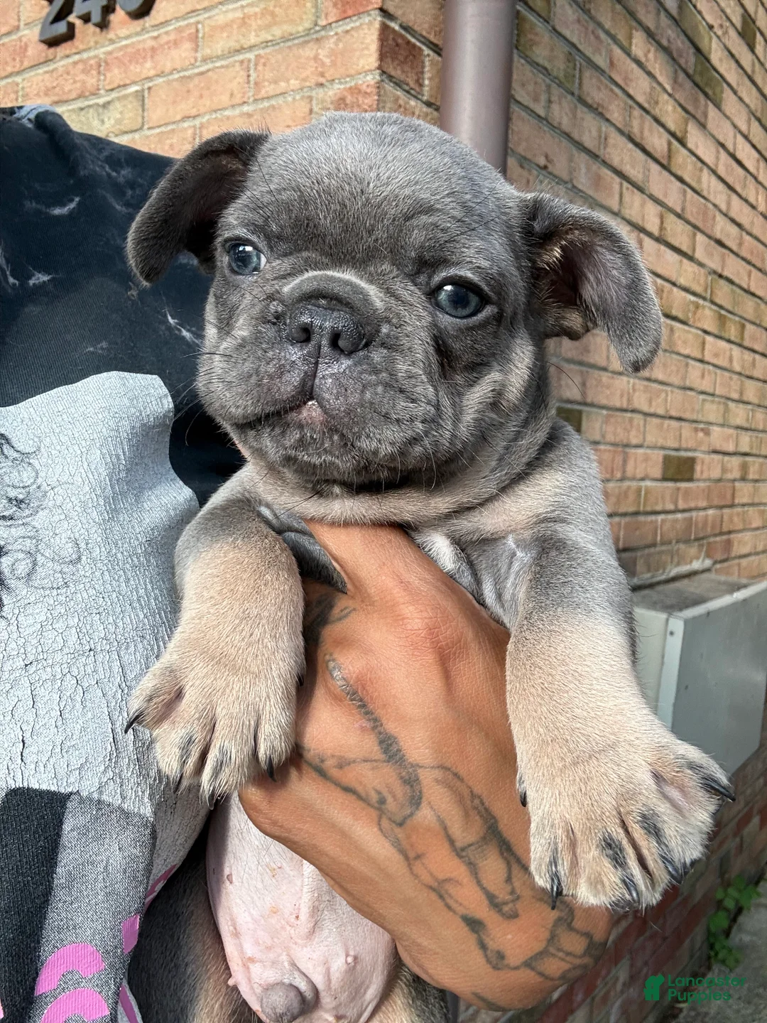 French Bulldog dogs for sale: French Bulldog 1 - Ad 2