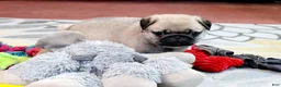 Pug dogs for sale: Astro - Ad 5